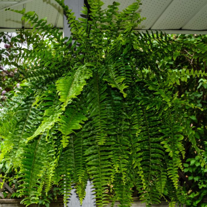 How often do i water my fern plant