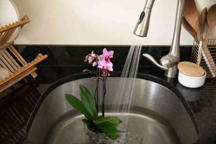 How often do i water orchid plant