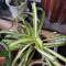 How Often Do You Water Spider Plants?