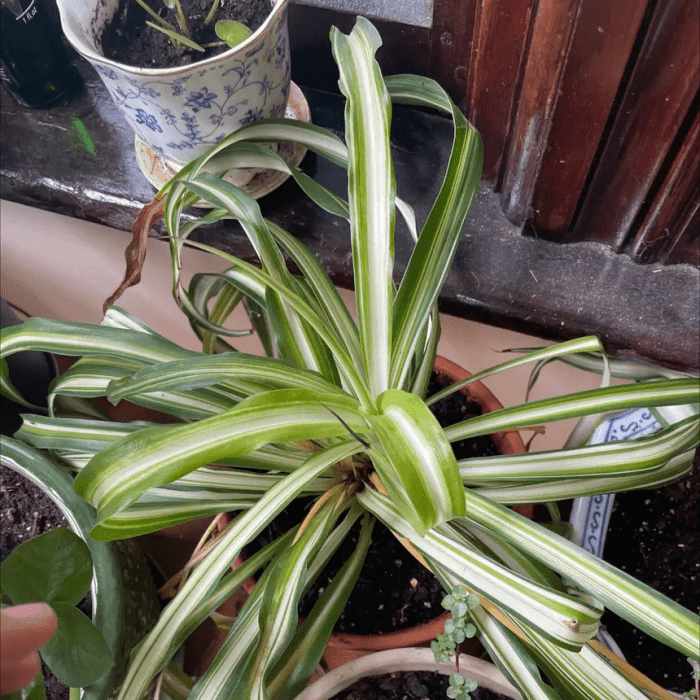 How often do u water spider plants