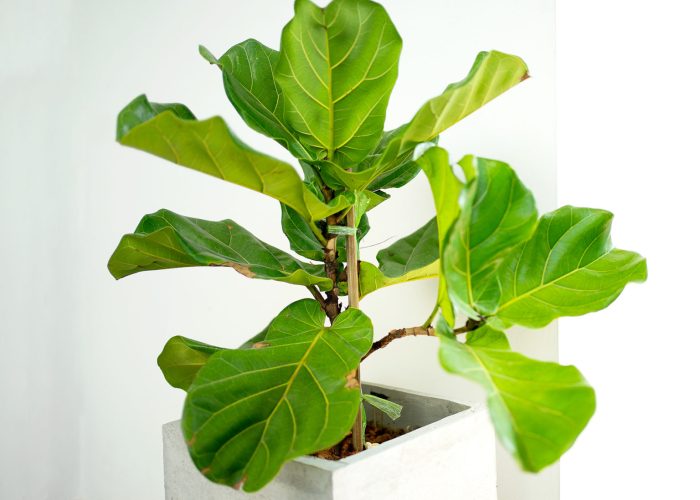 How often do i water fiddle leaf plant