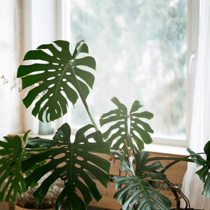 How often do you water air plants indoors