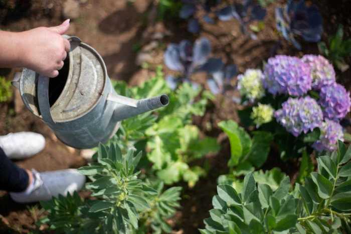 How often do i water outdoor plants