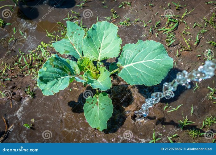 How often do you water cabbage plants