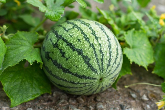 How often do i water my watermelon plants