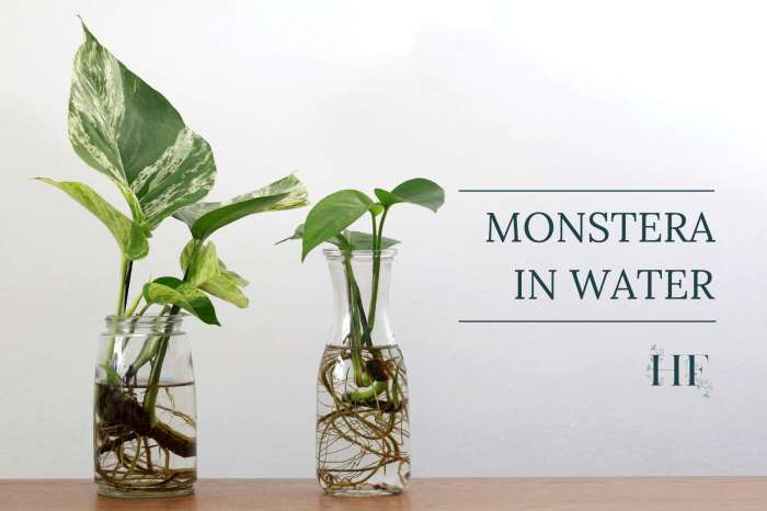 How often do i water my monstera plant