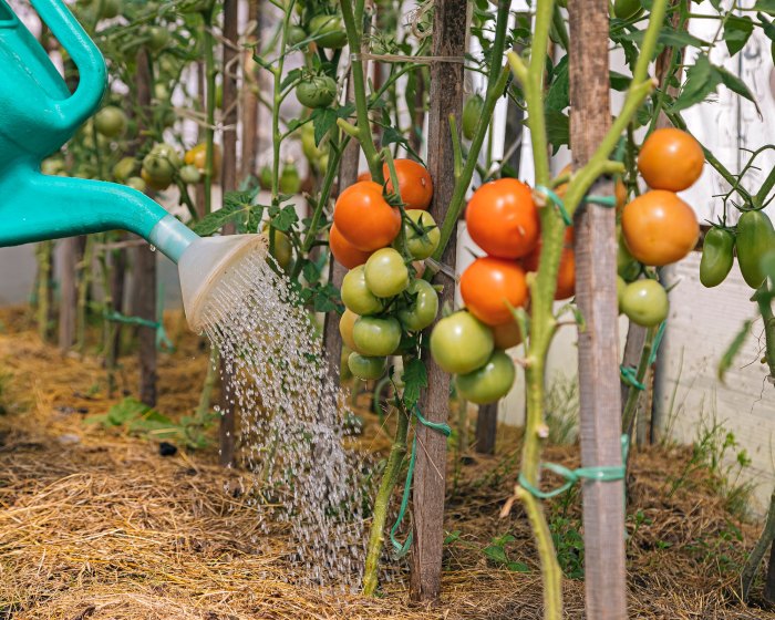 How often do you water plants in summer