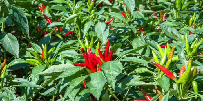 Caring chilli growing plants bunnings workshop jason