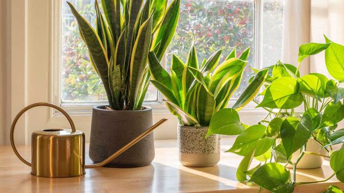 How often do snake plants need water