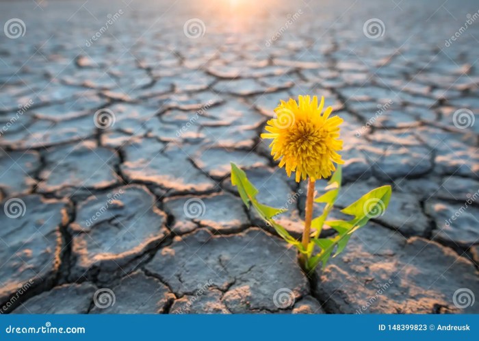 How often do you water desert plants