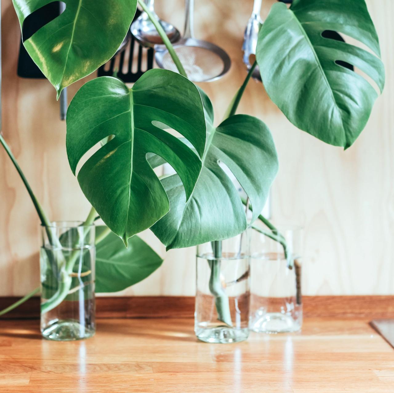 How often do i water my monstera plant