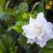 How Often Do I Water a Gardenia Plant?