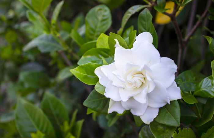 How often do i water a gardenia plant