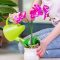 How Often Do I Water Orchid Plant?