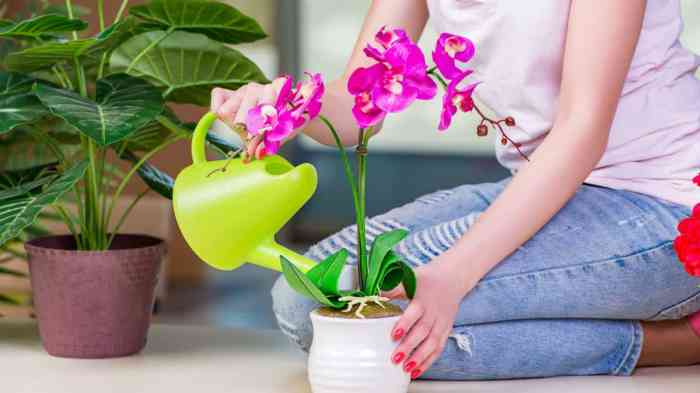 How often do i water orchid plant