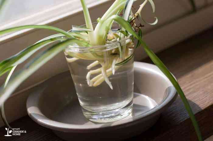 How much water spider plant need