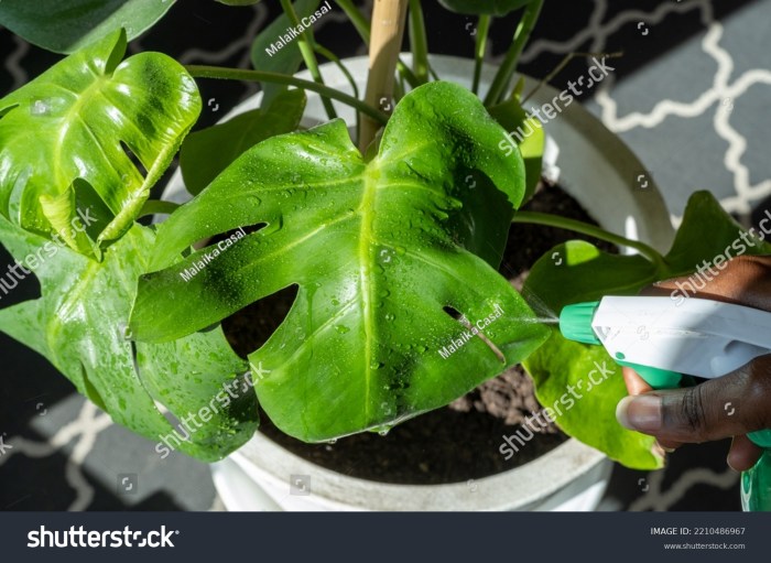 How often do you water cheese plant