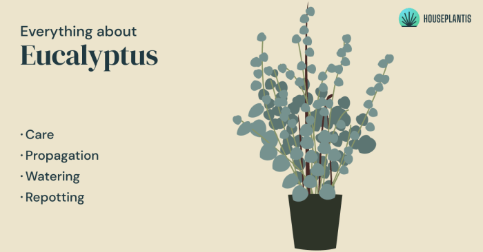 How often do you water a eucalyptus plant