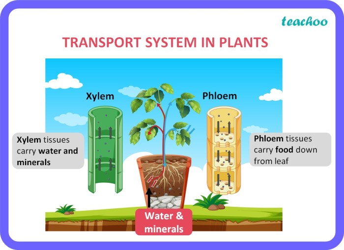 How non vascular plants transport water