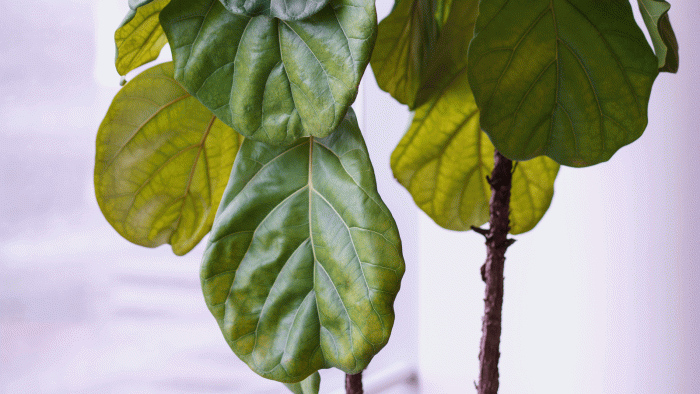 How often do i water fiddle leaf plant