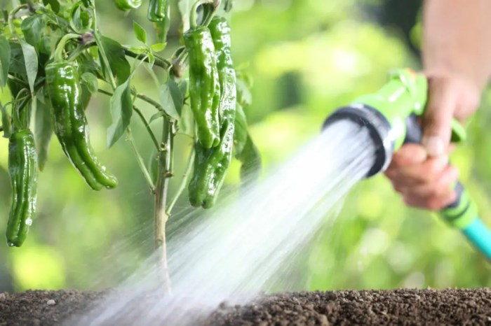 How often do you water chili pepper plants