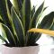 How Often Do You Water a Snake Plant?