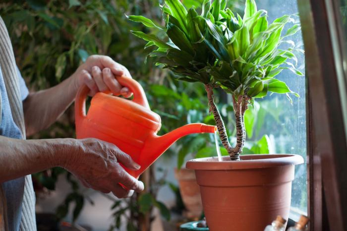 How often do i water plants in pots