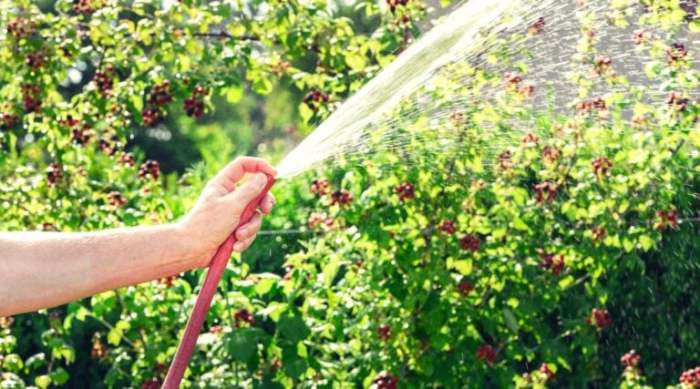 How often do i water blueberry plants