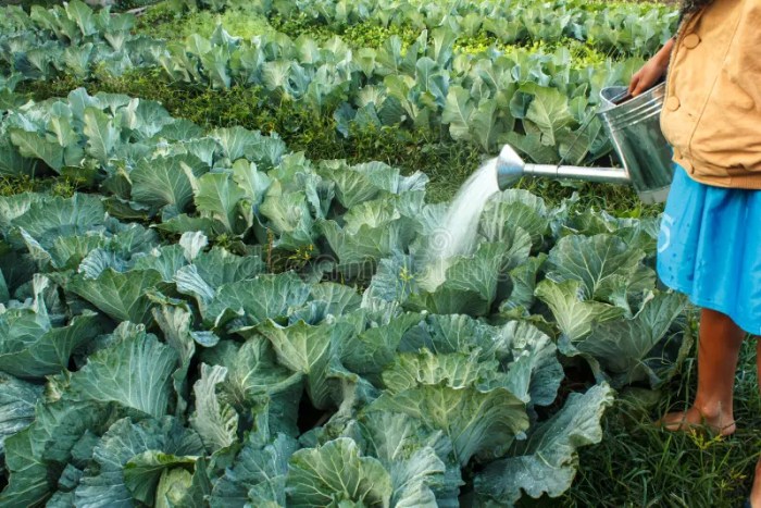 How often do you water cabbage plants