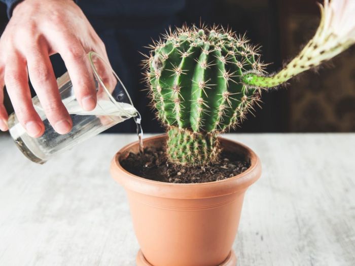 Watering cacti inside vahe succulents