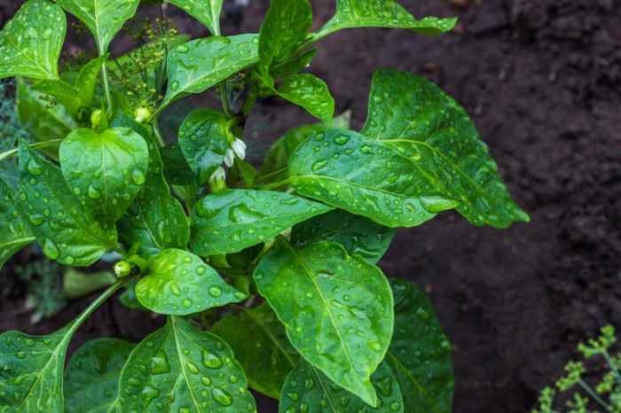 How often do i water bell pepper plants