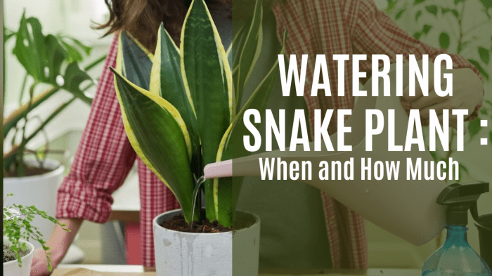 How often do u water a snake plant