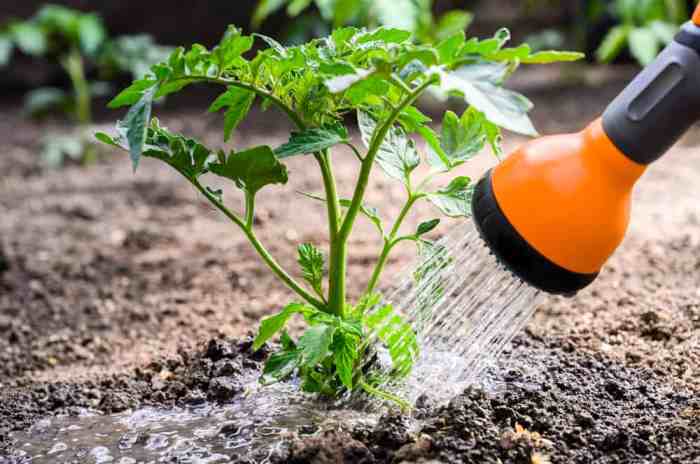 How often do i water plants in pots