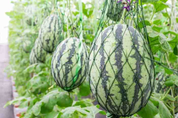 How often do i water my watermelon plants