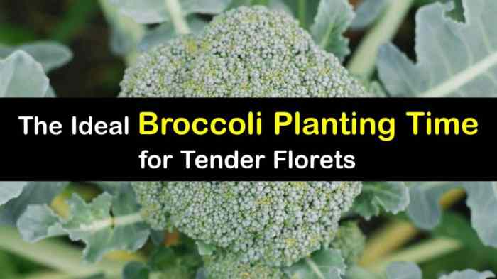 How often do you water broccoli plants