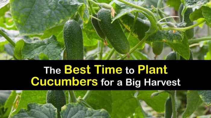 How often do i water my cucumber plants