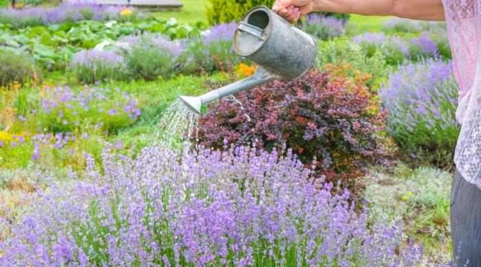 How often do i water my lavender plant