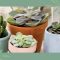 How Often Do I Water My Succulent Plant?