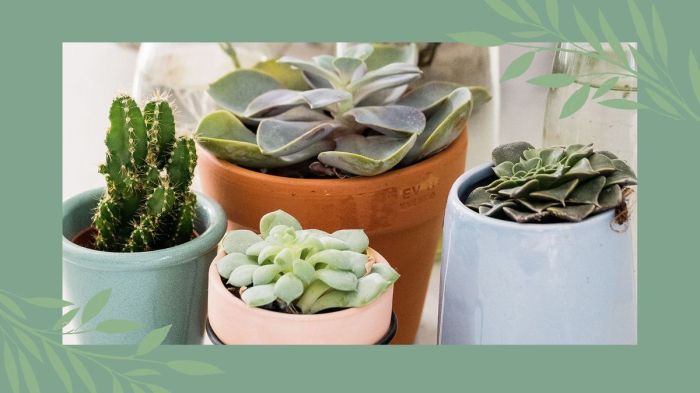 How often do i water my succulent plant