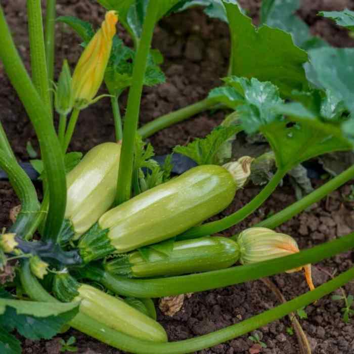 Zucchini zucchine pflanzen courgettes blatt piante terreno pflanze