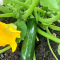 How Often Do You Water a Zucchini Plant?