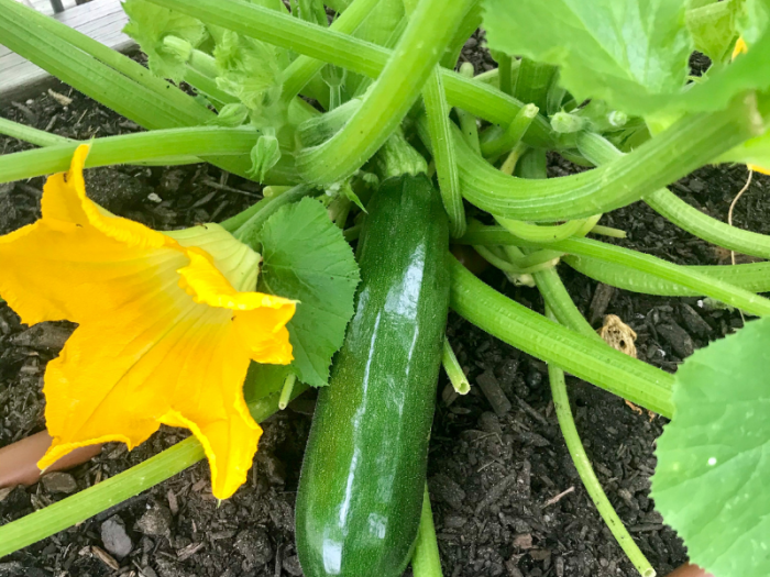 How often do you water a zucchini plant